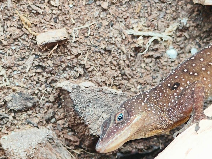 Firben Anolis oculatus winstoni