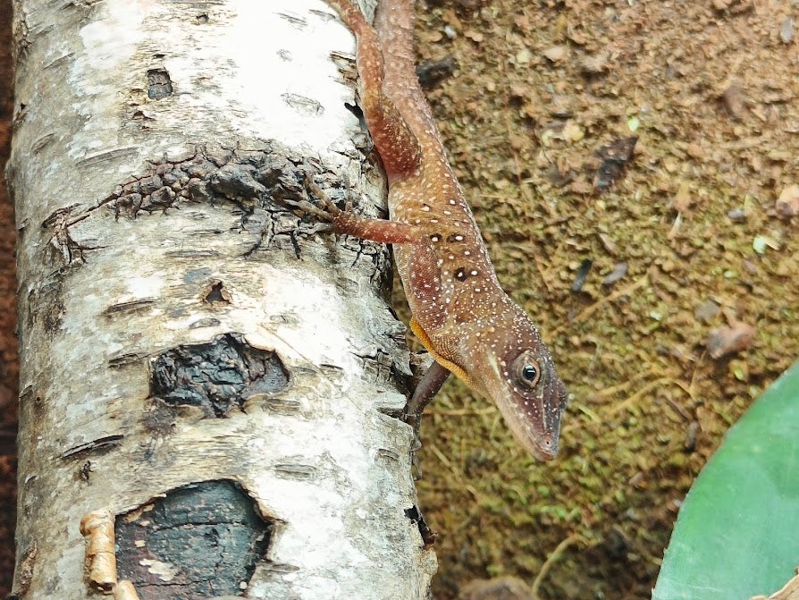 Firben Anolis oculatus winstoni