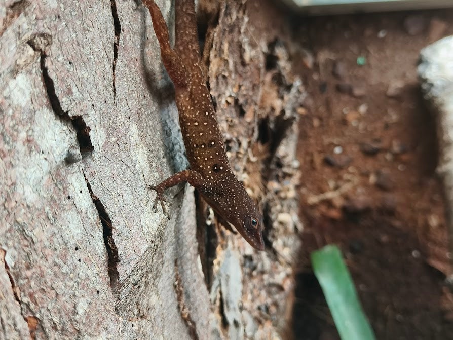 Firben Anolis oculatus winstoni