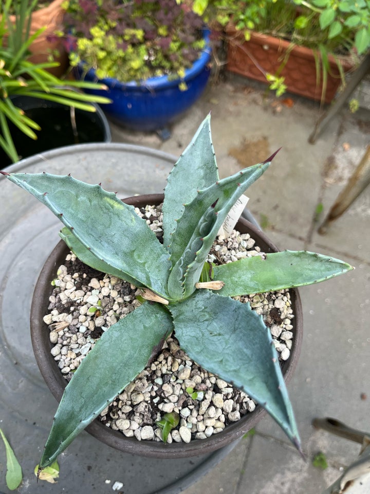 Agave Agave Parryi