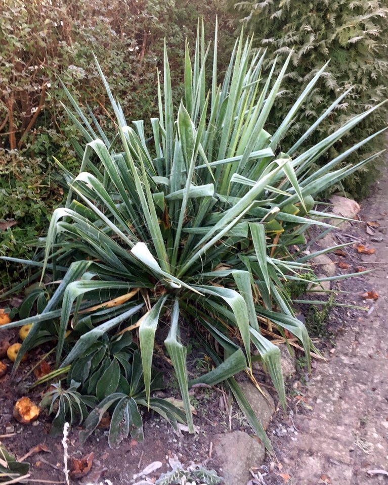 Stauder Y, Yucca filamentosa.