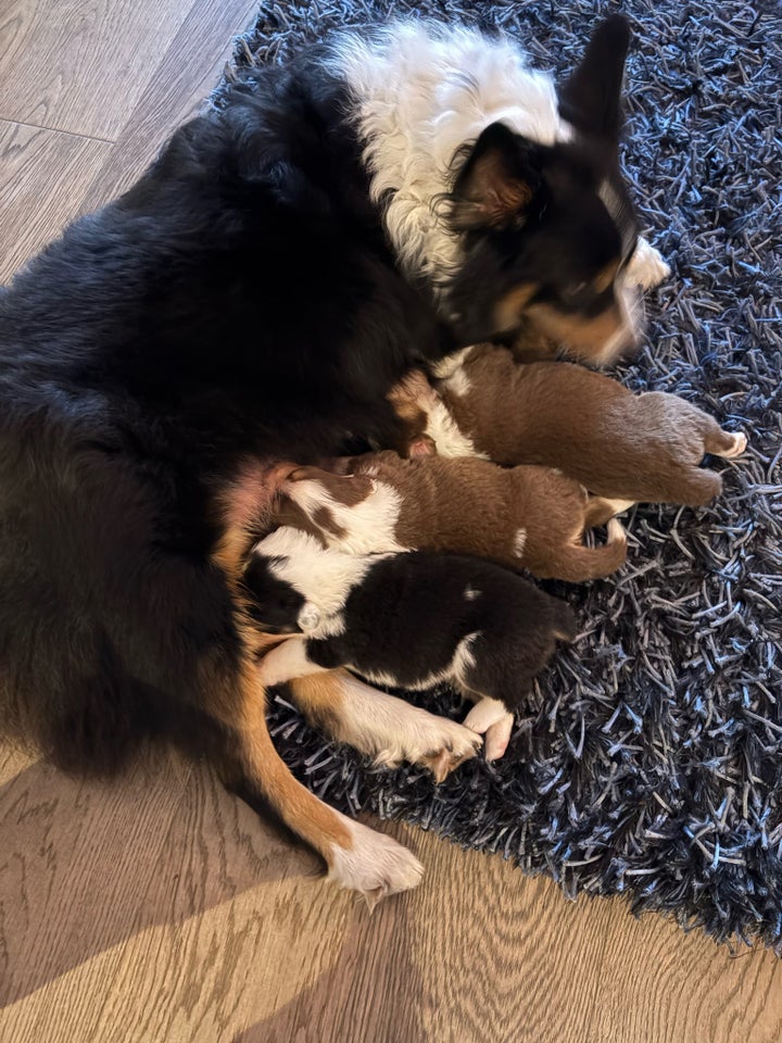 Australian Sheperd , hvalpe, 3 uger