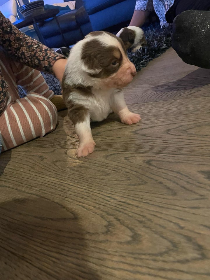 Australian Sheperd , hvalpe, 3 uger