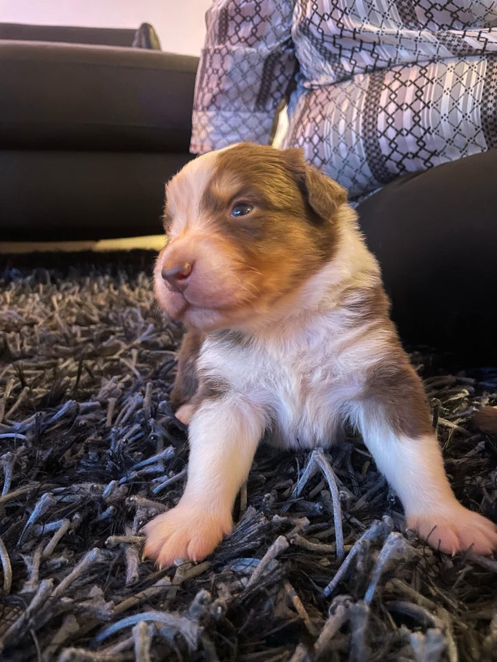 Australian Sheperd , hvalpe, 3 uger