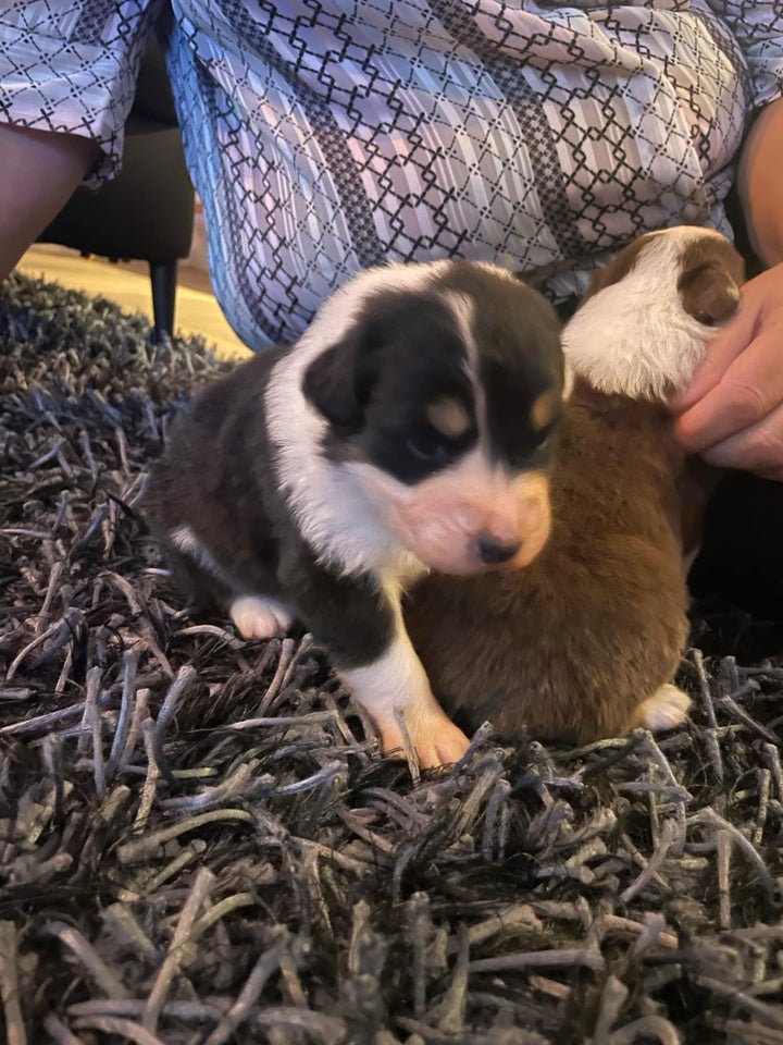 Australian Sheperd , hvalpe, 3 uger