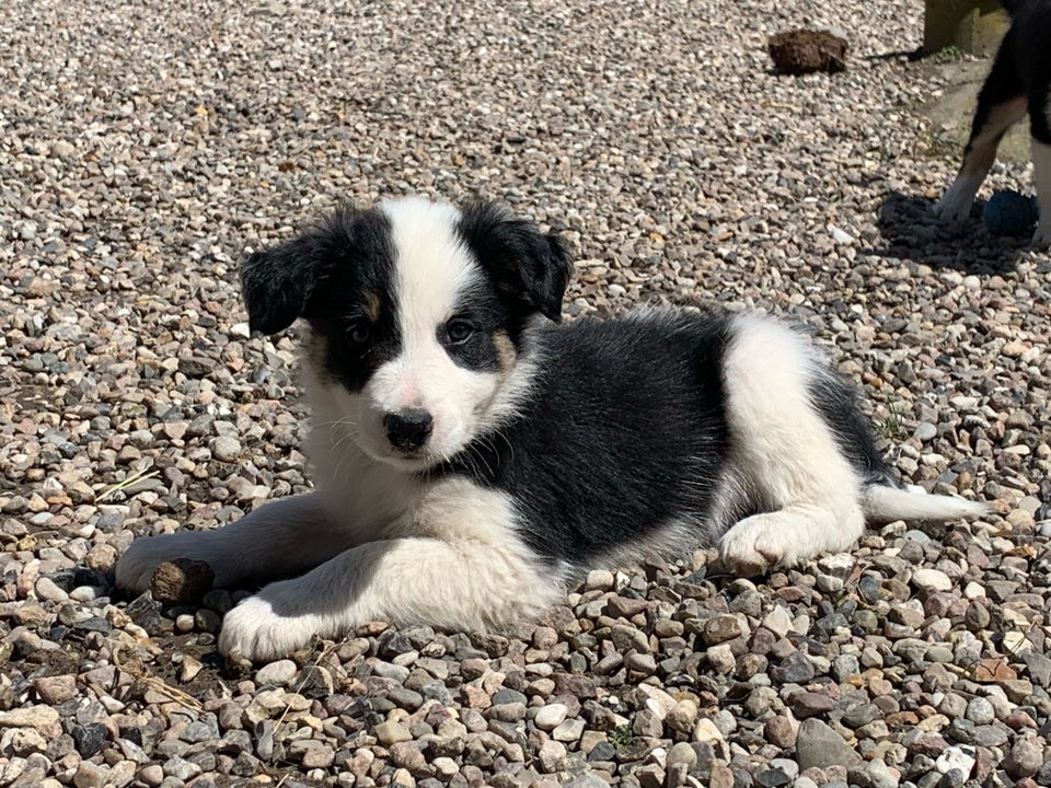 Stambogsførte Border Collie