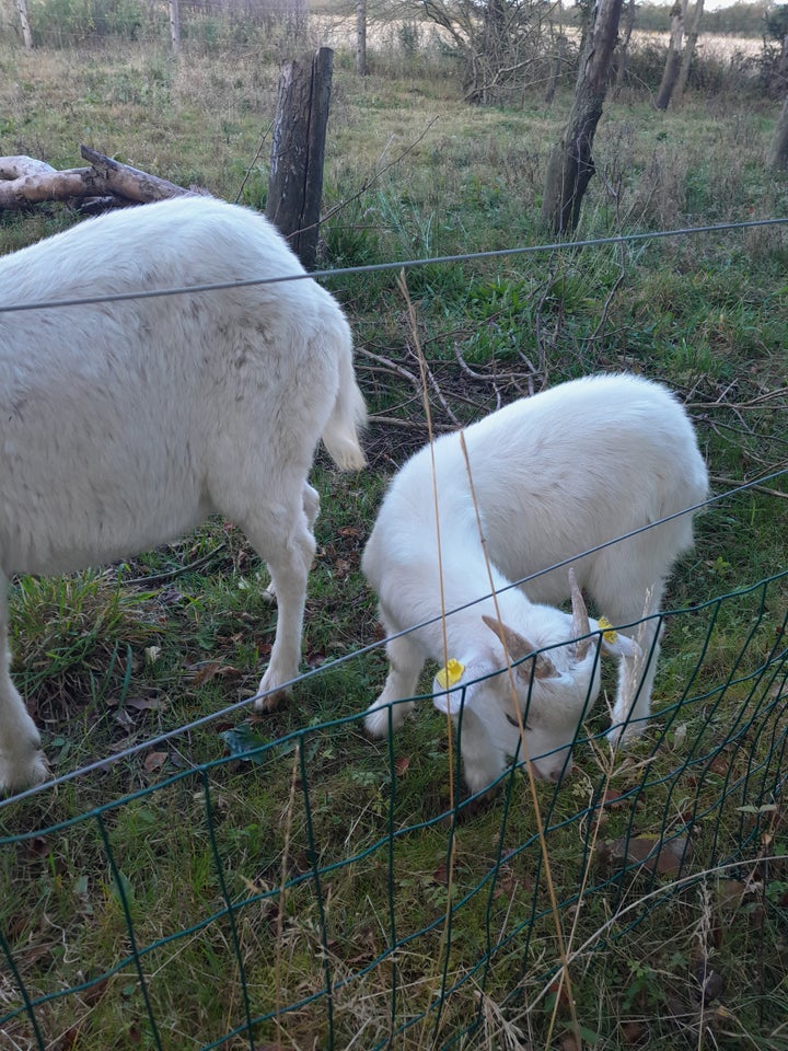 Buk, Boer/dværg, 2 stk.