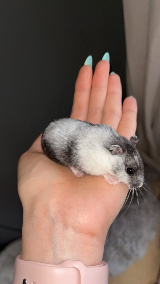 Hamster, Vinterhvid