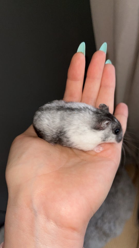 Hamster, Vinterhvid