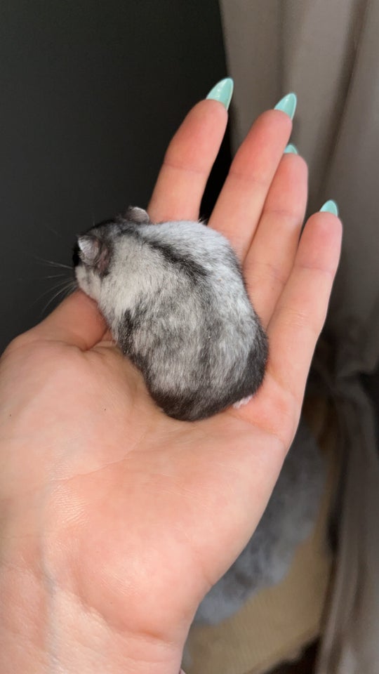 Hamster, Vinterhvid