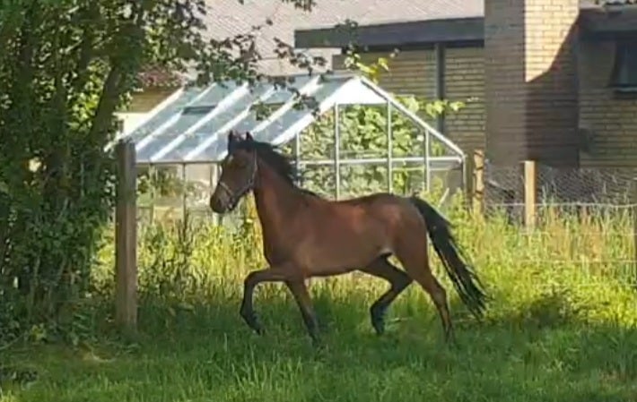 Blanding vallak 2 år