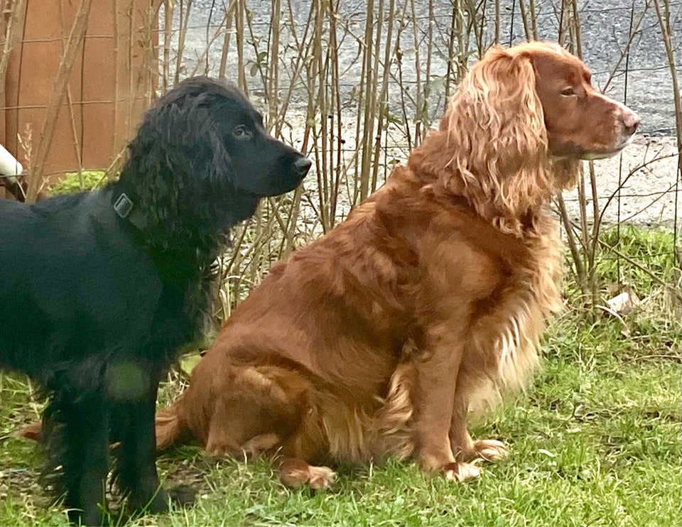 F T cocker spaniel, hvalpe, 4 uger