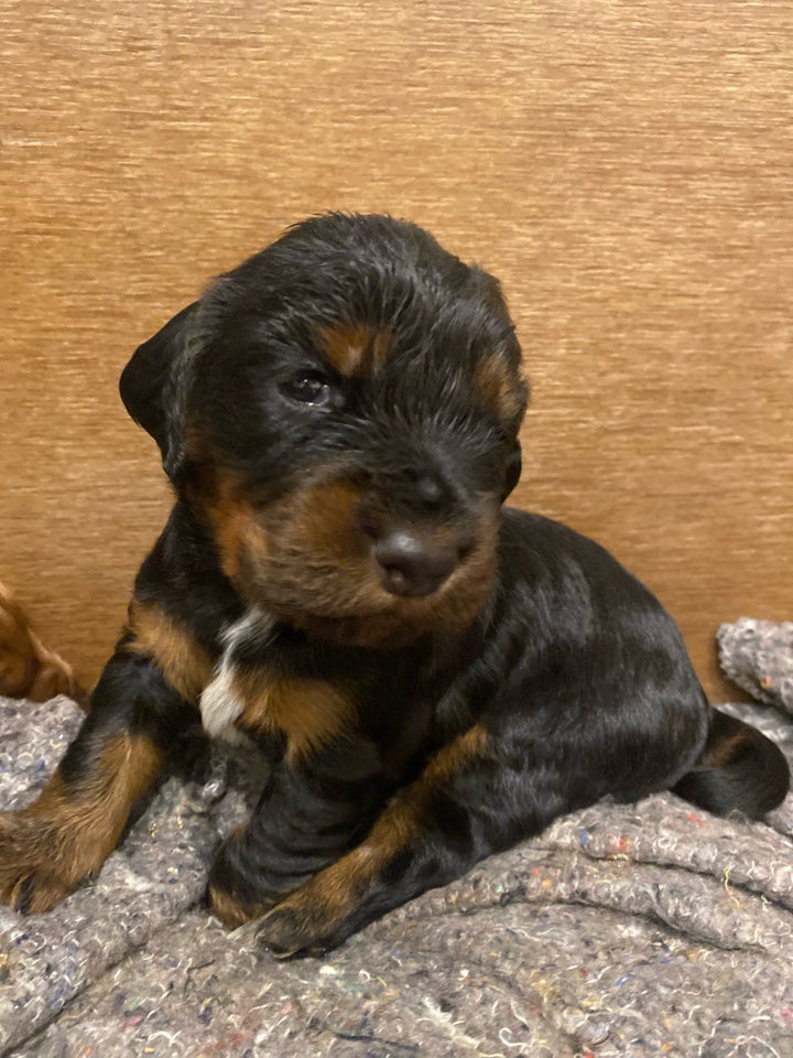 F T cocker spaniel, hvalpe, 4 uger