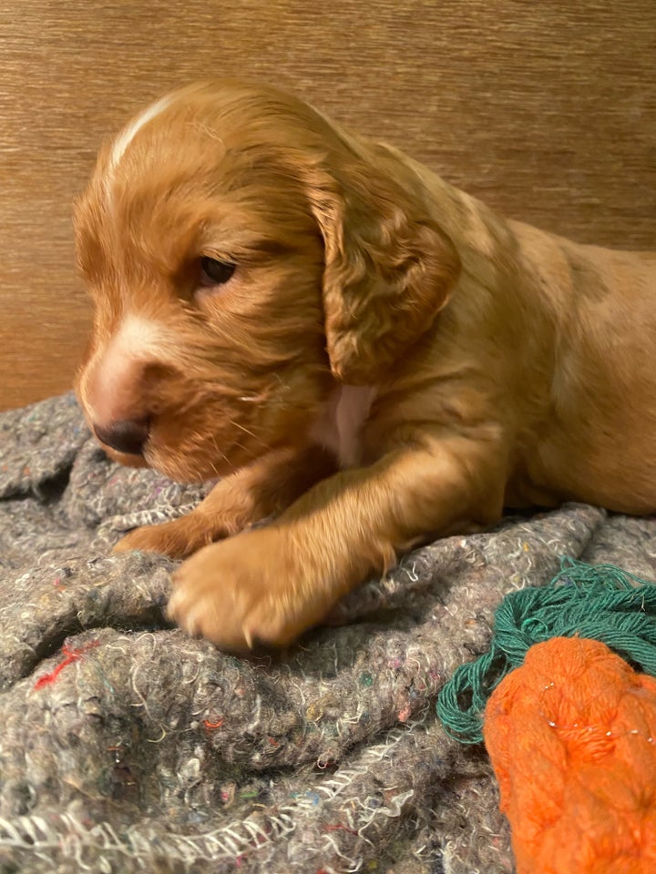 F T cocker spaniel, hvalpe, 4 uger