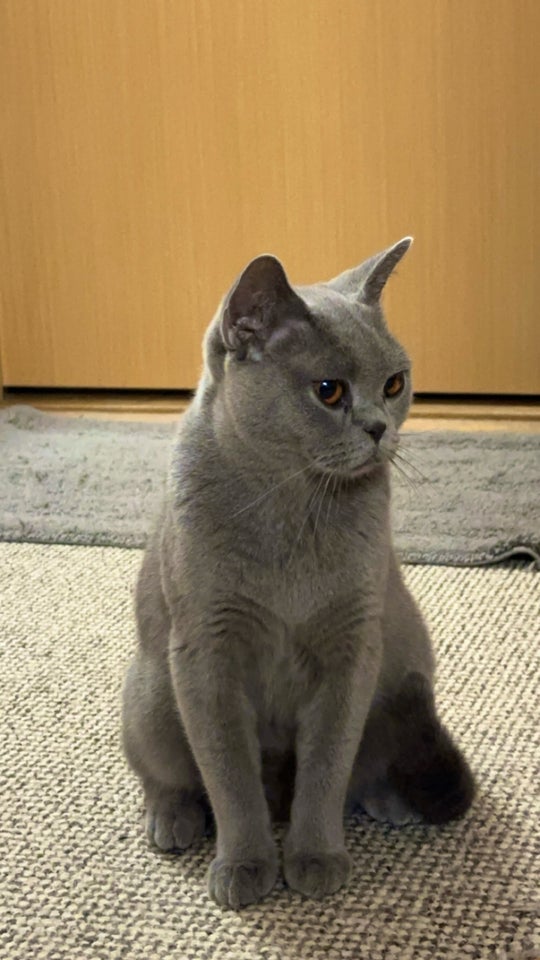 Hunkat, British Shorthair, 12 mdr.