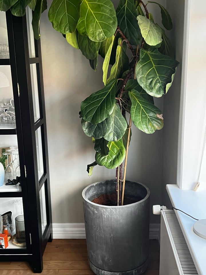 Ficus lyrata, Plante