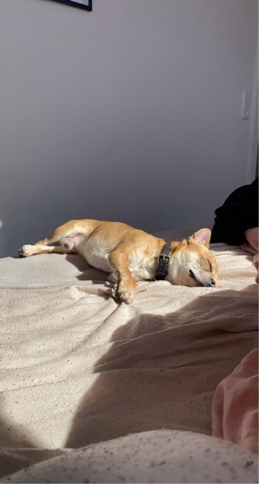 Chihuahua med stamtavle  hund 7 år