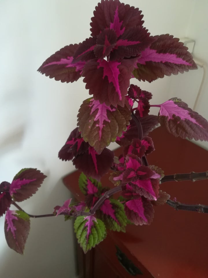 Coleus paletblad