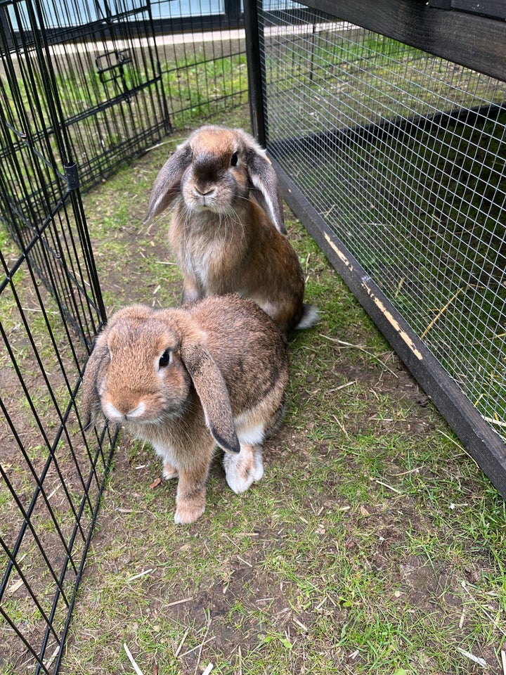 Kanin Dværgvædder/Mini Lop 0 år