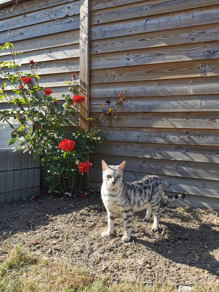 Bengal hankat 2 år