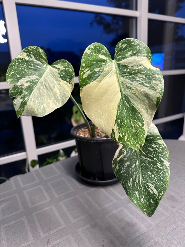 Monstera Thai Constellation