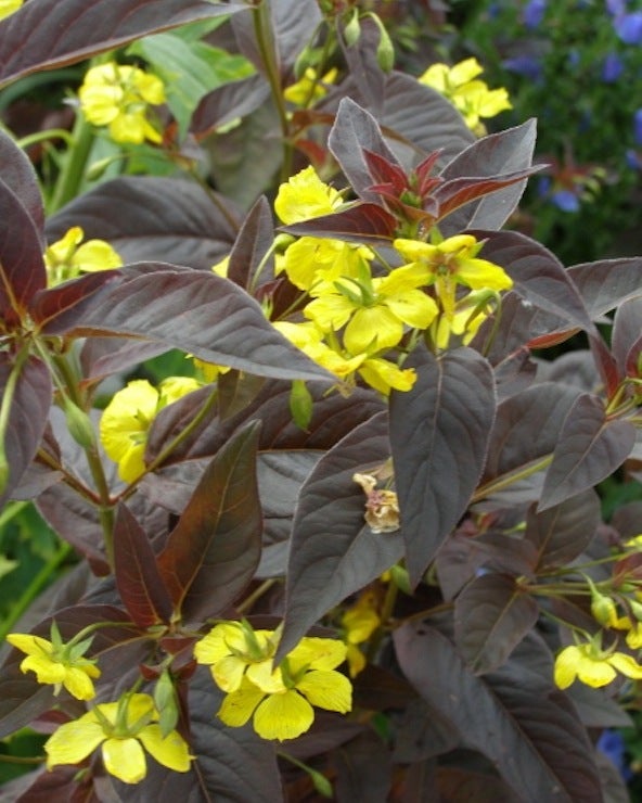 Stauder L, Lysimachia ciliata