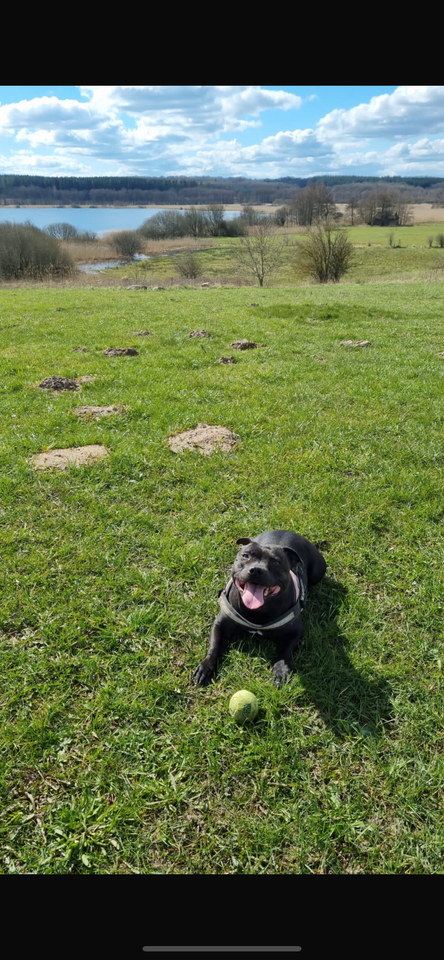 Staffordshire bull terrier, tæve,