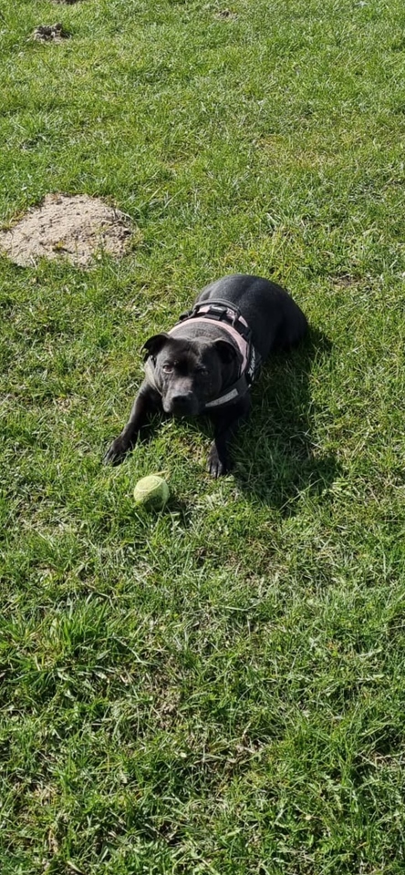 Staffordshire bull terrier, tæve,