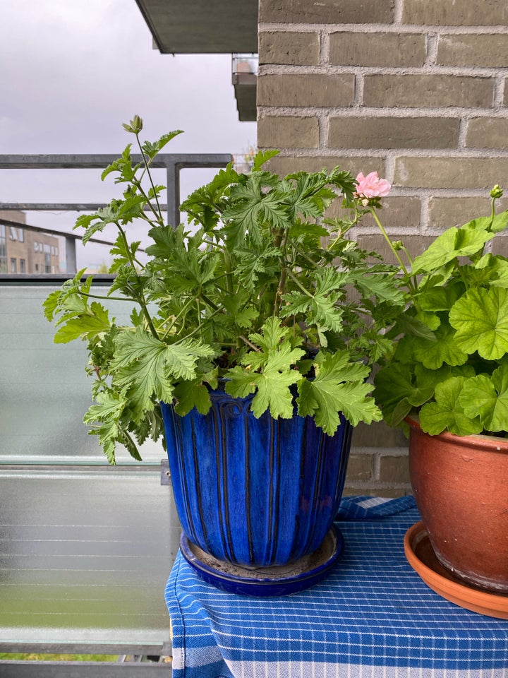 Stueplante, Duftgeranium