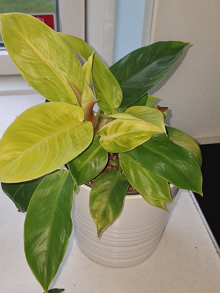 Stueplante, Philodendron