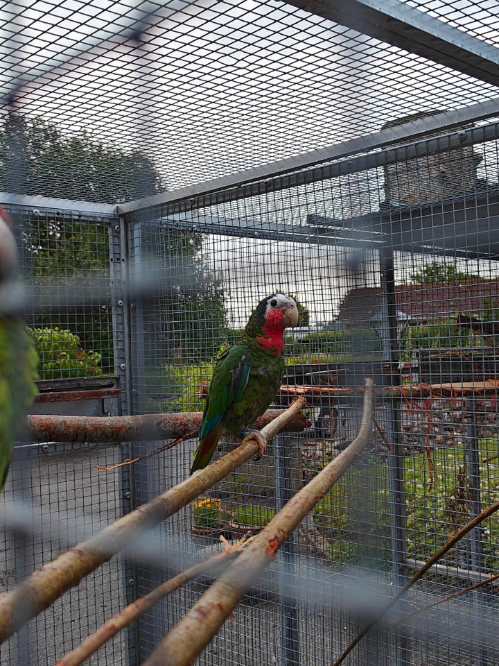 Papegøje Kakadue Amazone