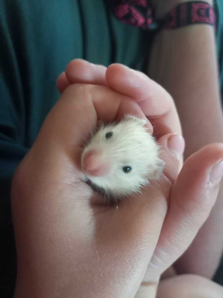 Hamster Guldhamster 0 år