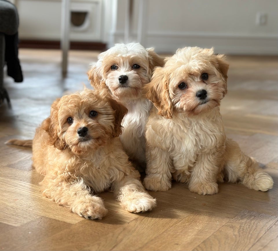 Cavapoo, hvalpe, 8 uger