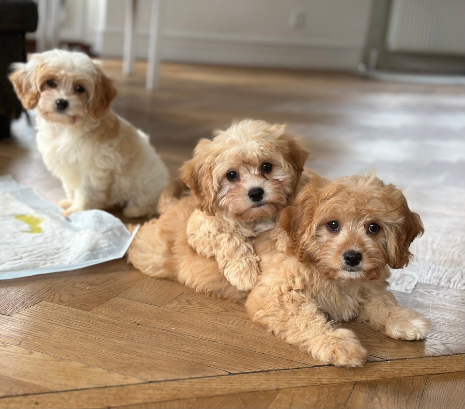 Cavapoo, hvalpe, 8 uger