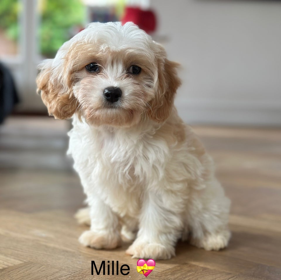 Cavapoo, hvalpe, 8 uger