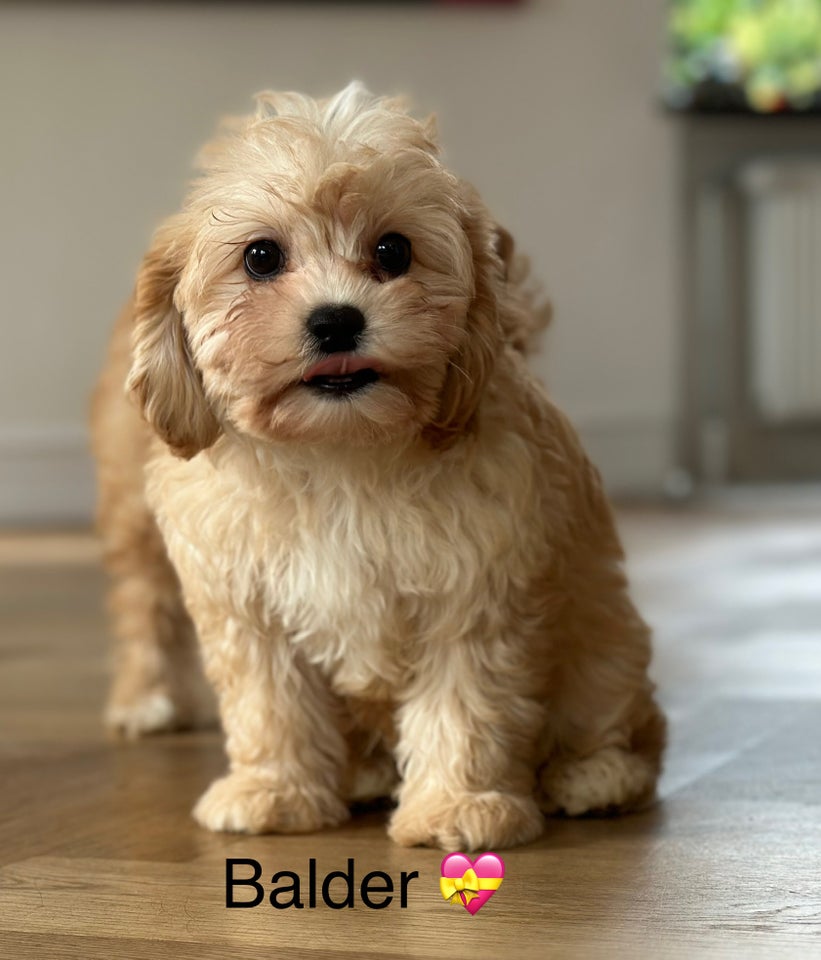 Cavapoo, hvalpe, 8 uger