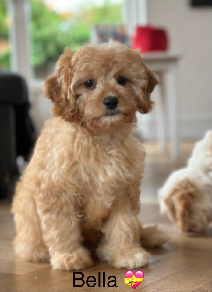 Cavapoo, hvalpe, 8 uger