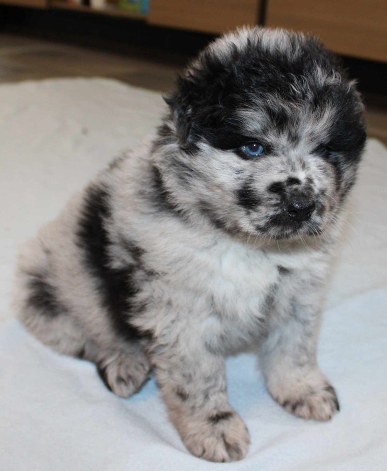 Hvalpepakke Eurasier Samojede