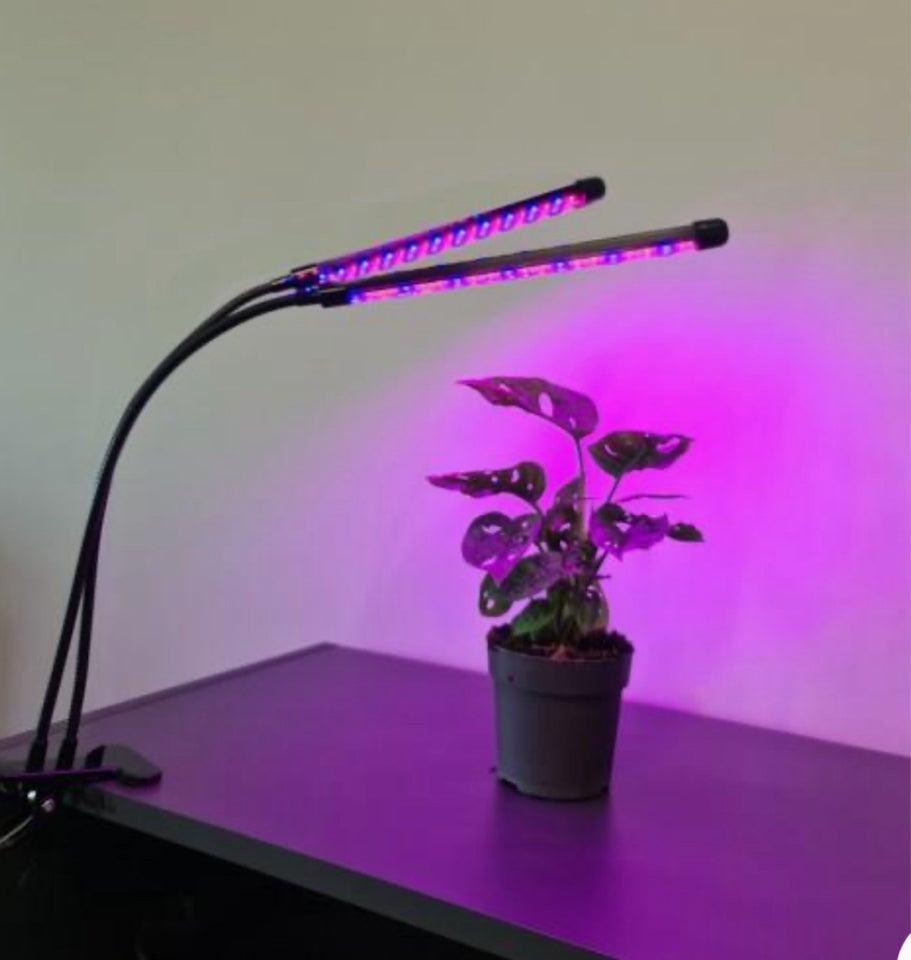 plante lampe