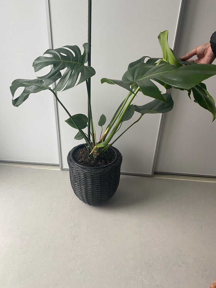 Stueplante Monstera