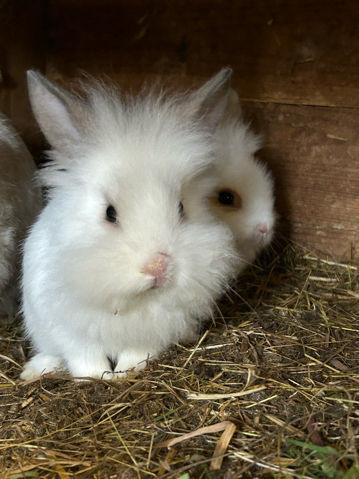 Kanin, Løvehoved, 0 år