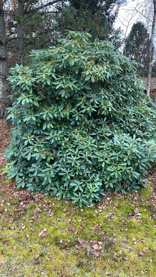 Busk, Rhododendron