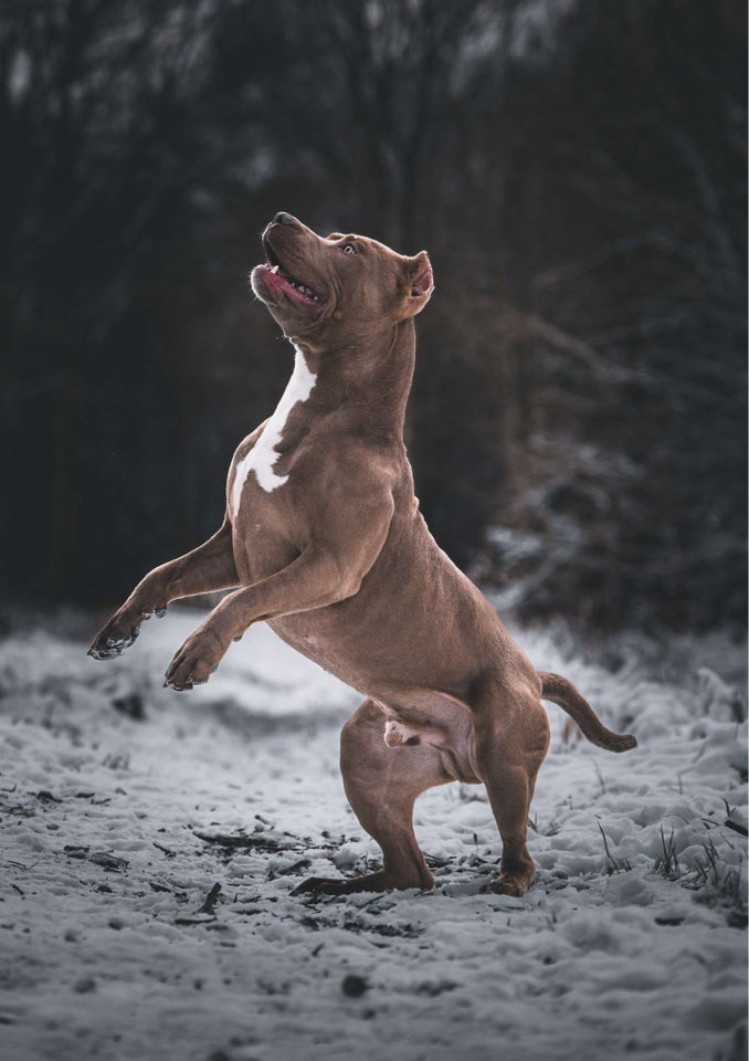 American Bully XL hund 2 år