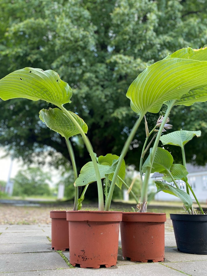 Stauder Hosta