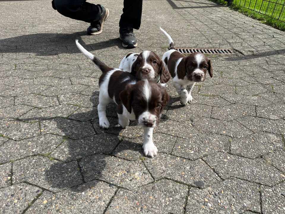 FT Springer Spaniel hund 10 uger