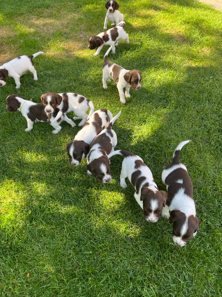 FT Springer Spaniel hund 10 uger