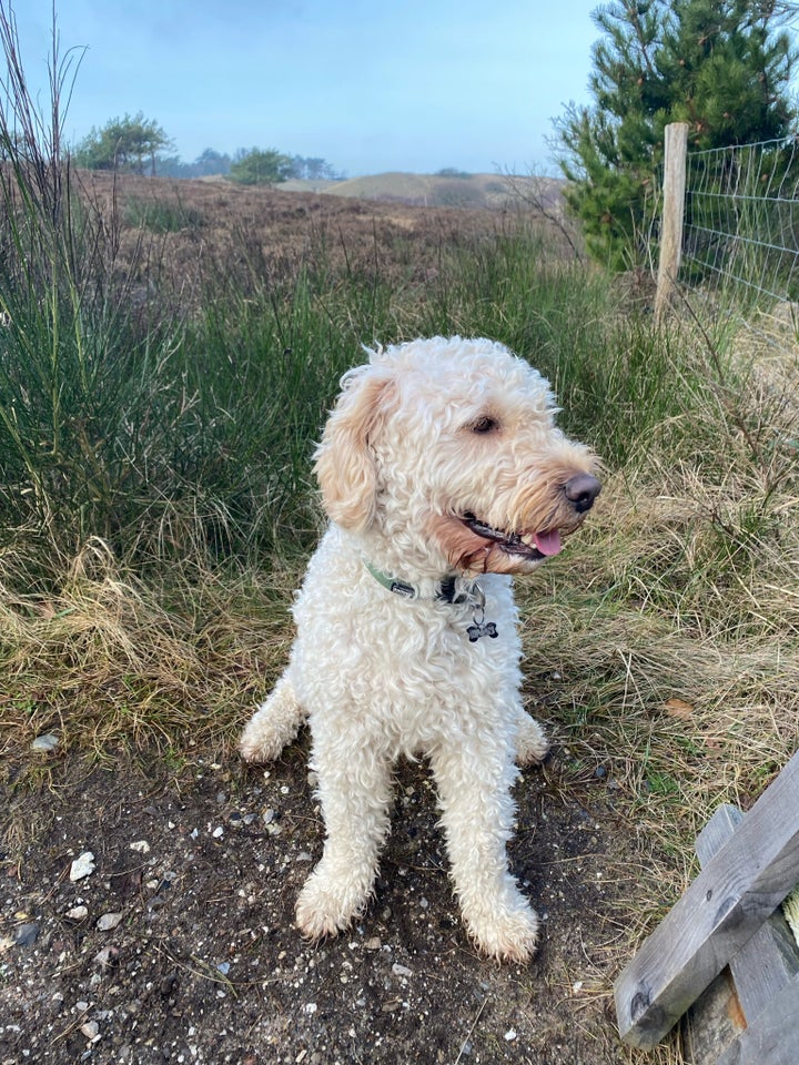 Goldendoodle hvalpe klar ti