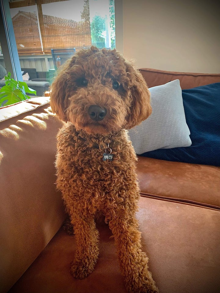 Cavapoo hvalpe 4 mdr