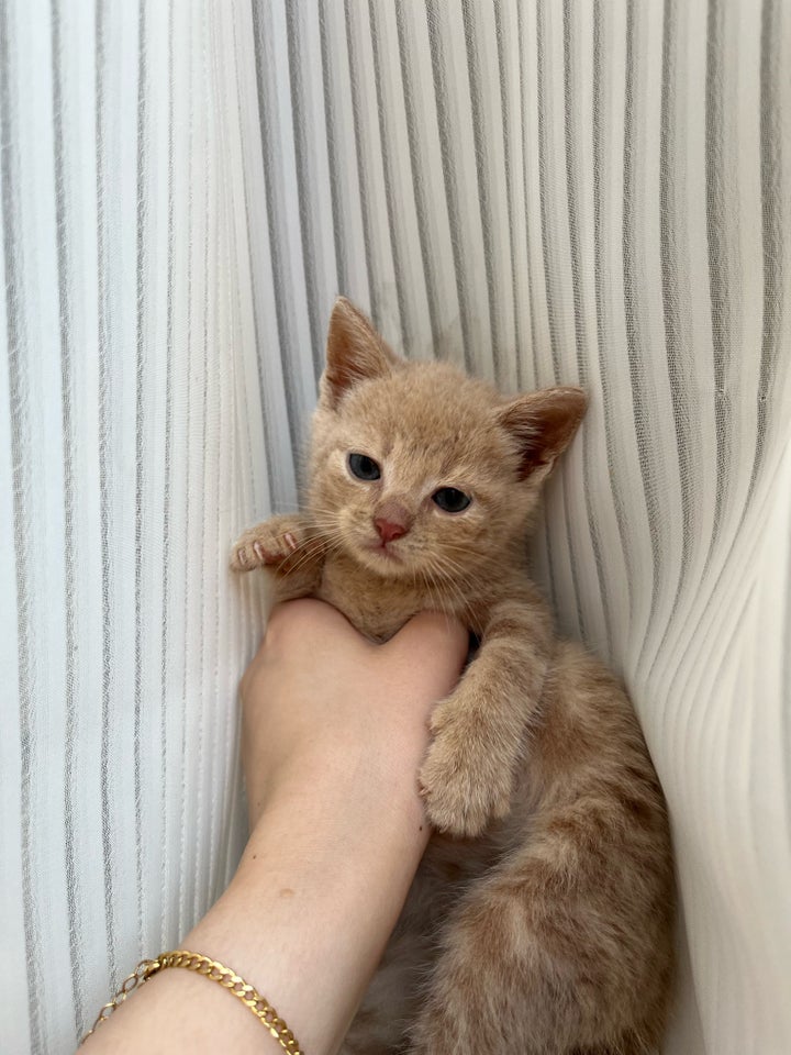 Hankilling, ?British shorthair,