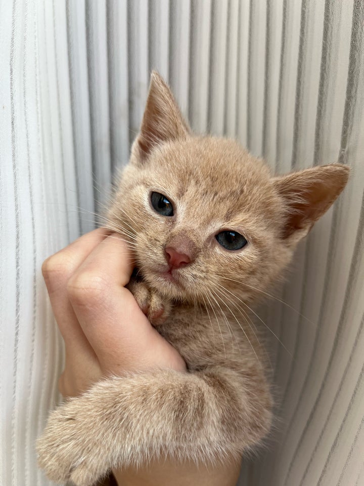 Hankilling, ?British shorthair,